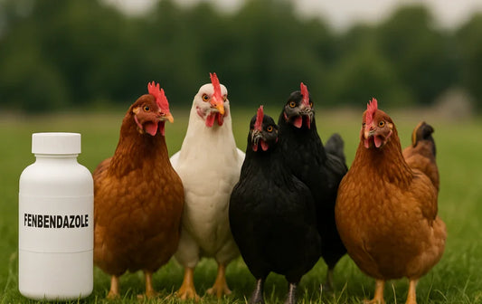 Fenbendazole for Chickens - How Farmers Remove 98% Worms Using This Veterinary Trusted Water-Dose Method